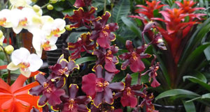 Flowers for Every Season: Hangzhou Plant Markets