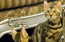 Pet Fair Asia September 2-5, Stars 100K RMB Hybrid Cat