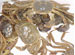 Seafood Wholesale Market