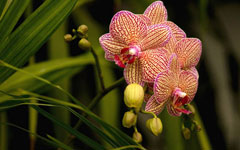 Rainforests, Butterflies and Orchids: Reconnect with Nature in Sanya 
