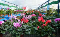 Freshen up Your Home: Flower and Plant Markets in Chengdu