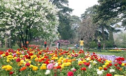 10th Beijing Fragrant Hills Flower Show Open Until May 13th 