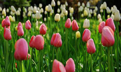 300,000 Reasons to Go to Beijing Zhongshan Park this Spring