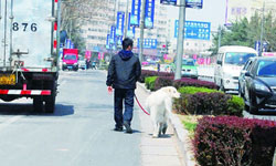 Harbin Imposes Strict Bans on Dogs