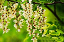 Northeast Asia International Tourism Culture Week Begins May 25