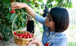 Cherry Picking Frenzy in Beijing from May 20-30