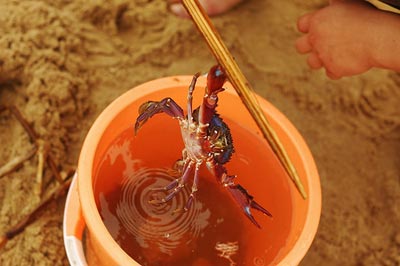 crab on beach beidahe