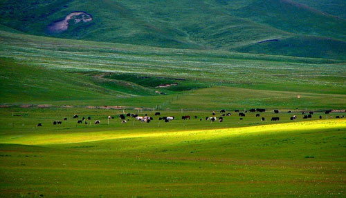 Qilian Mountain Grassland 