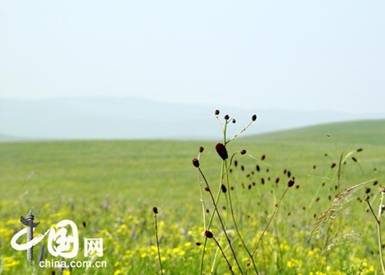 Xilin Gol Grassland