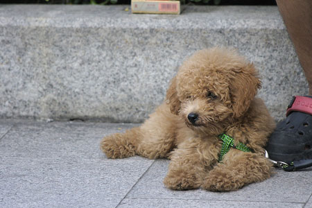 A common breed of dog for Chinese pet owners. 