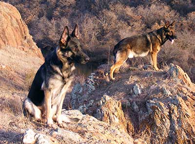breeds dog china favorite echinacities german shepherd