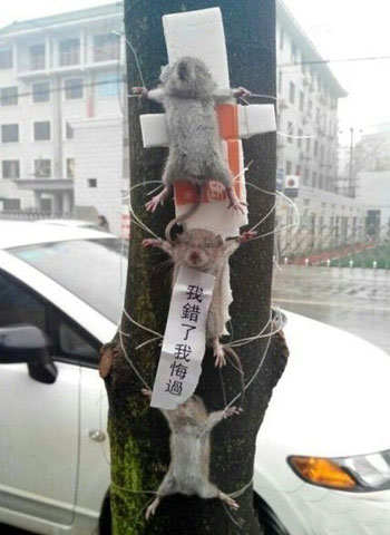 Thieving Rats are Put on Public Display, and Made an Example of for Other Rats 