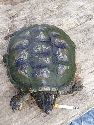 Changchun Turtle Becomes “Accidently” Addicted to Smoking; Now Puffs 10 a Day