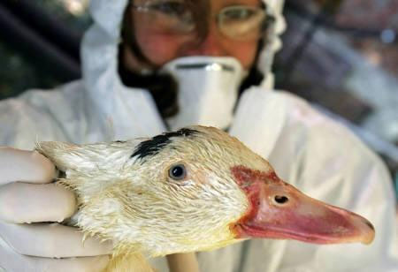 China Issues H5N1 Warning to People Travelling to Indonesia