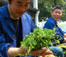Longjing tea will be the real deal from now