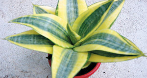 Pot Luck: Combating Air Pollution with House Plants in Hangzhou