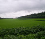 Green Shanghai Part II: Eco-City