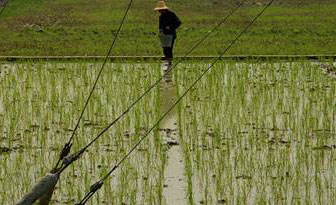 Do You Buy Organic Food in China?