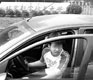 Freshmen drive cars to campus?