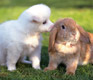 Animal Magic: Keeping a Pet in Shanghai