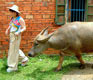 Big Smiles and Small Lies: My Trip to the Chinese Countryside