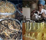 Lion Bones and Bear Bile: The Joys of the Traditional Chinese Medicine Clinic