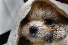 How to Raise a Pet in Beijing