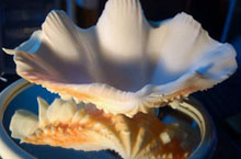 Hainan Just Got Sunnier: New Tax Rebates for Foreign Visitors