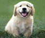 The Five Essential Stages to Buying a New Puppy in China