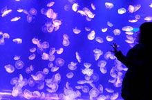 Escape the Hot Summer at Nanjing Underwater World