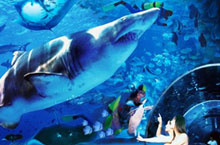 Making a Splash: Dalian’s Shengya Sea World