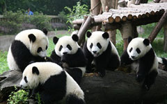 A Quick Guide to Chengdu’s Top Tourist Spots 