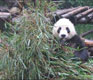 When China Stares: 4 Ways to Stare Back