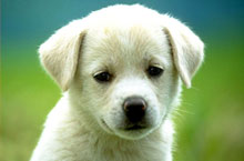 Find a New “Best Friend”: Adopting a Pet in Shanghai