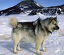 How Would You Kill These Dogs? China Vs. The West