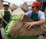 Going Organic in China