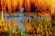 Sand Lake Scenic Area, an Amusement Oasis in the Desert
