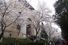 Three University Campuses in Wuhan that Connect You with Both Nature and Culture