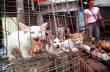 Heavy Petting – Advice on Keeping Pets in Guangzhou