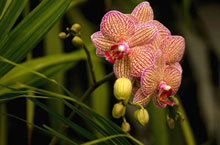 Rainforests, Butterflies and Orchids: Reconnect with Nature in Sanya 