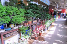 Hunting Down Flowers and Plants in Shanghai’s Urban Jungle
