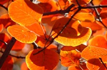 Autumn Awesomeness: The Best Spots for Viewing Fall Foliage in Beijing