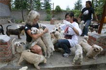 Volunteering in Nanjing: The How, Where and Why