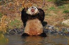 Beijing Watchdog: Misbehaving Foreigners, Biting Pandas and Japanese DJs