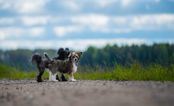 bringing dogs to China