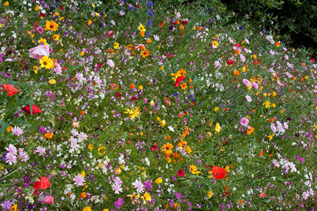 Rose in Beijing