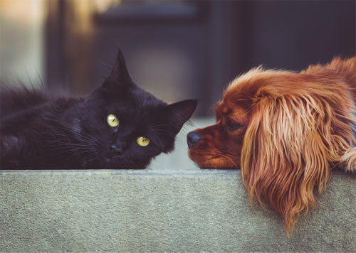 What&rsquo;s at Play Behind the Cat and Dog Meat Ban in Two Chinese Cities?
