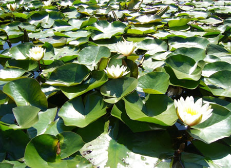 Discovering Harbin and Surroundings: Outdoor Into Nature