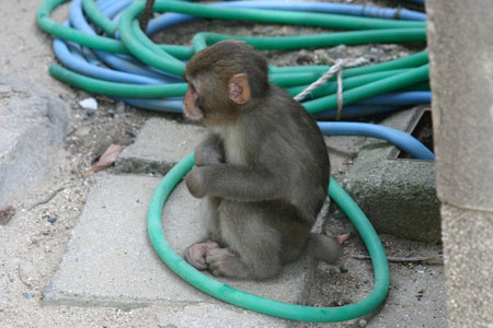 Henan Monkey Performers Arrested in Heilongjiang: Did They Actually Commit A Crime?