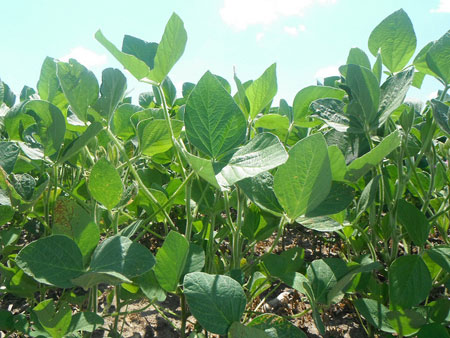 Soy bean tree, Soy sauce